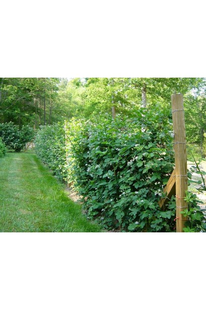 Ежевика садовая Виктория куст